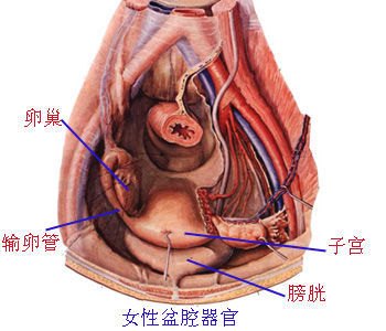 治疗盆腔炎哪家医院好